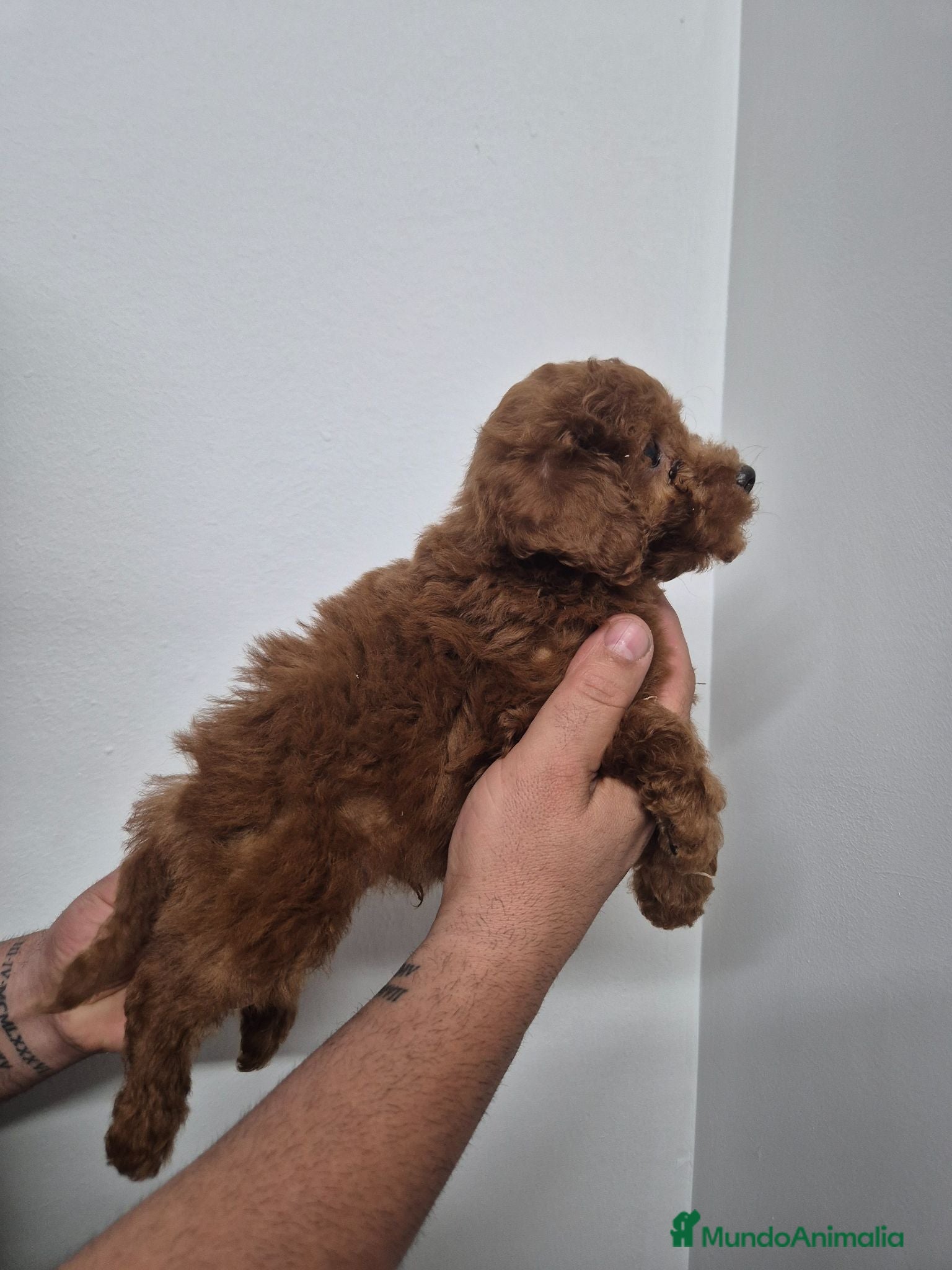 Caniche Enano perros Caniche 🐩 enano  - Anuncio 2