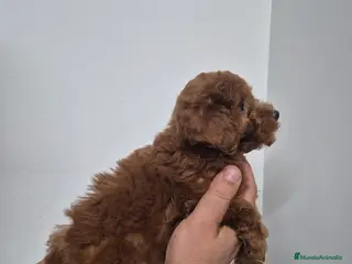 Caniche Enano perros Caniche 🐩 enano - Anuncio 2