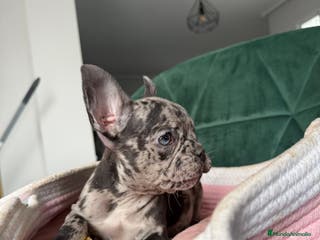 Bulldog Francés perros Bulldog francés ! Espectaculares - Anuncio 3
