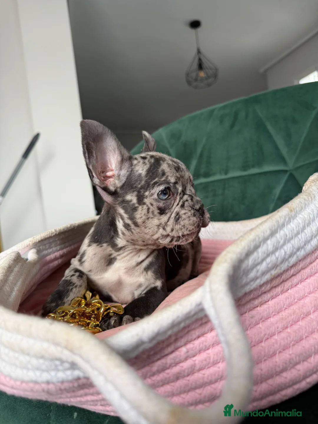 Bulldog Francés perros en venta: Bulldog francés ! Espectaculares  - Anuncio 1