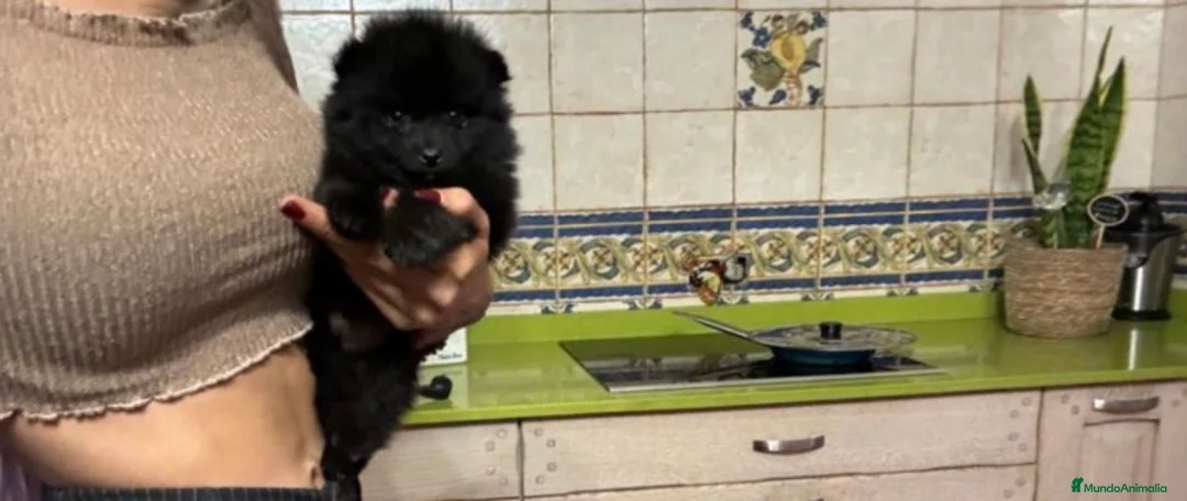 Pomerania perros en venta: Pomerania ( varios colores )  - Anuncio 3