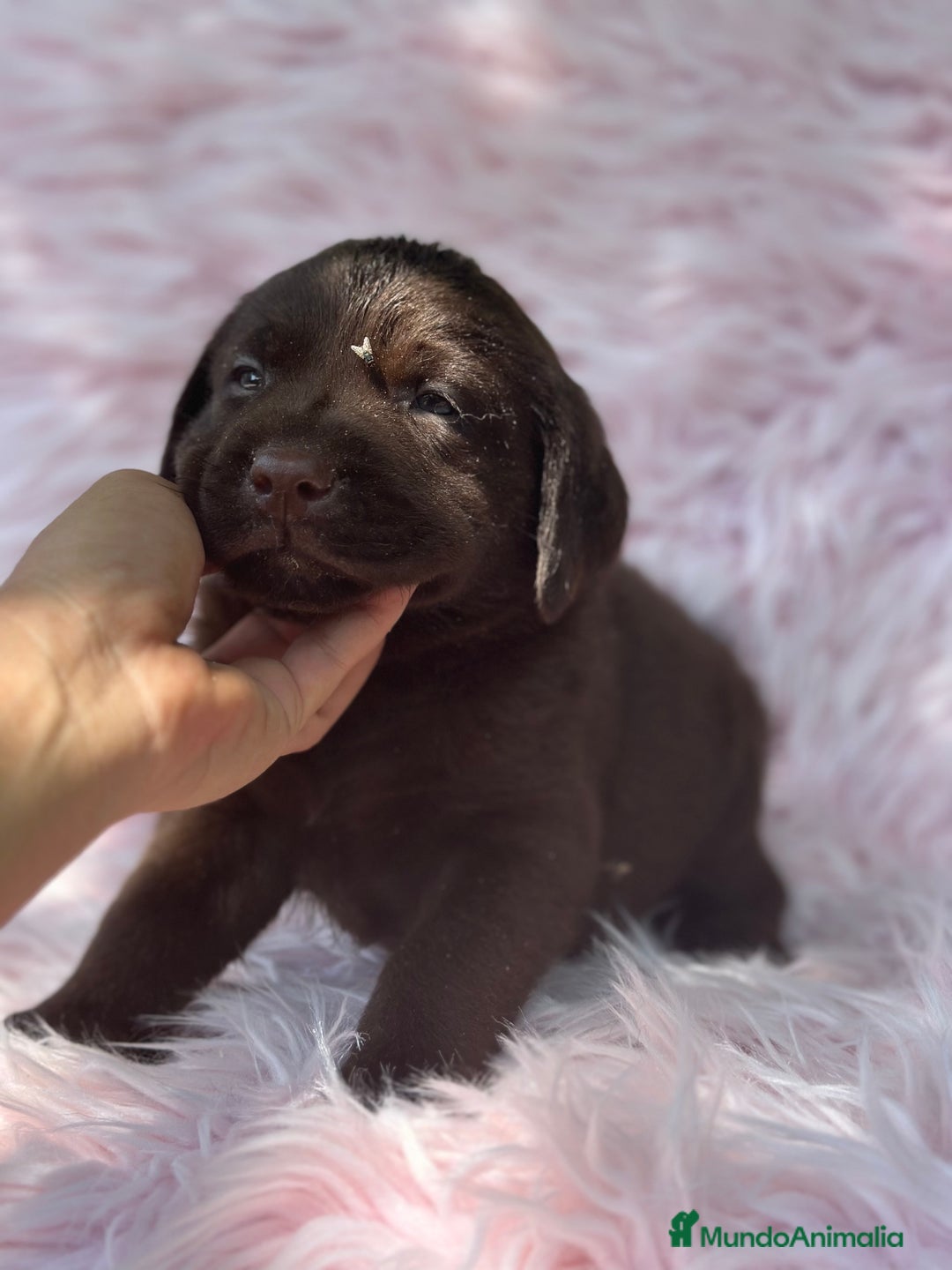 Labrador Retriever perros en venta: LABRADOR RETRIEVER CHOCOLATE - Imagen 7
