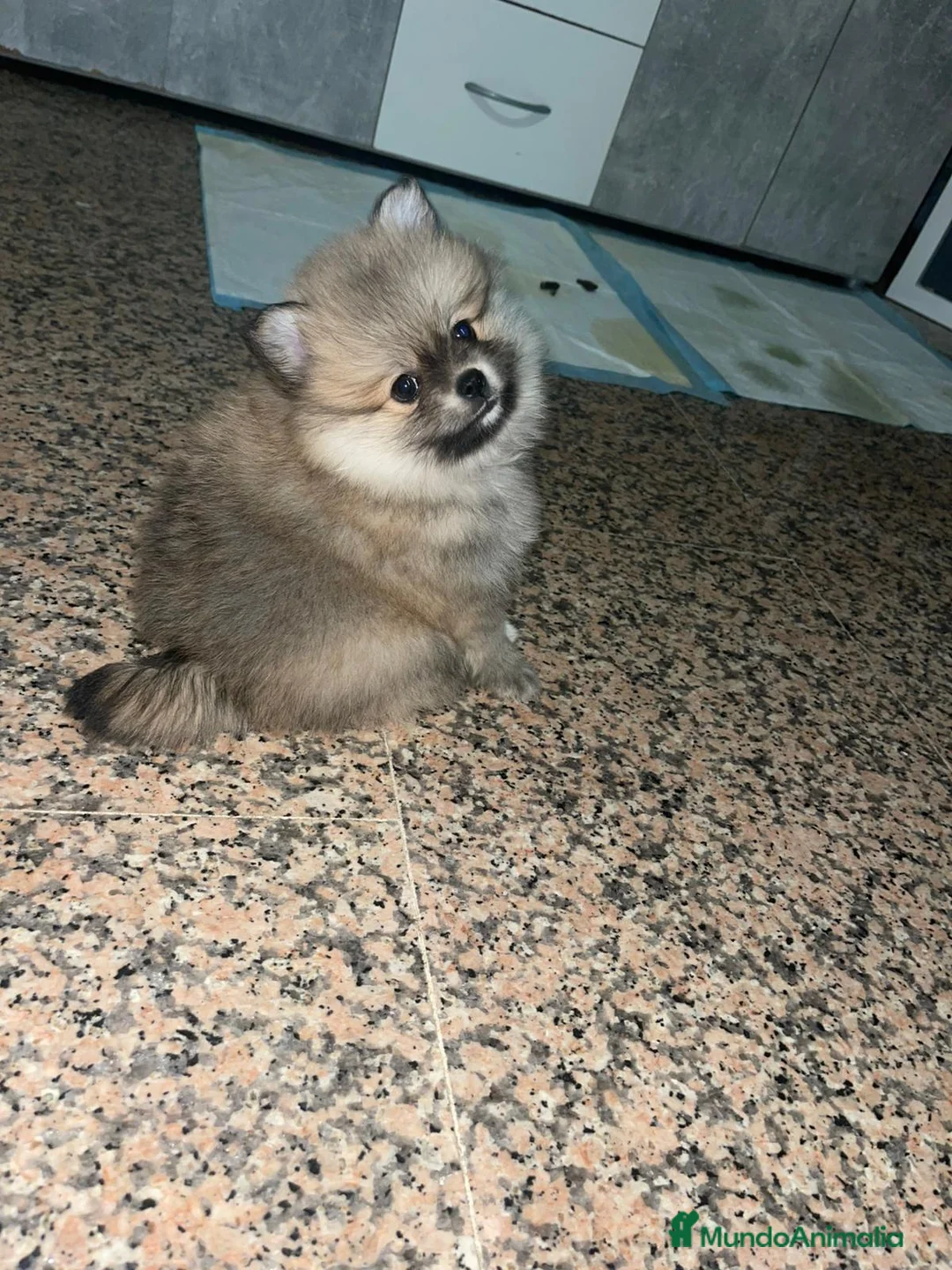 Pomerania perros en venta: Lulu de pomerania Toy peludos y chatos  - Anuncio 1