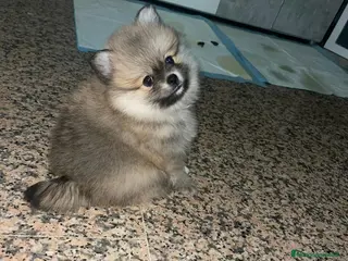 Pomerania perros Lulu de pomerania Toy peludos y chatos - Anuncio 1