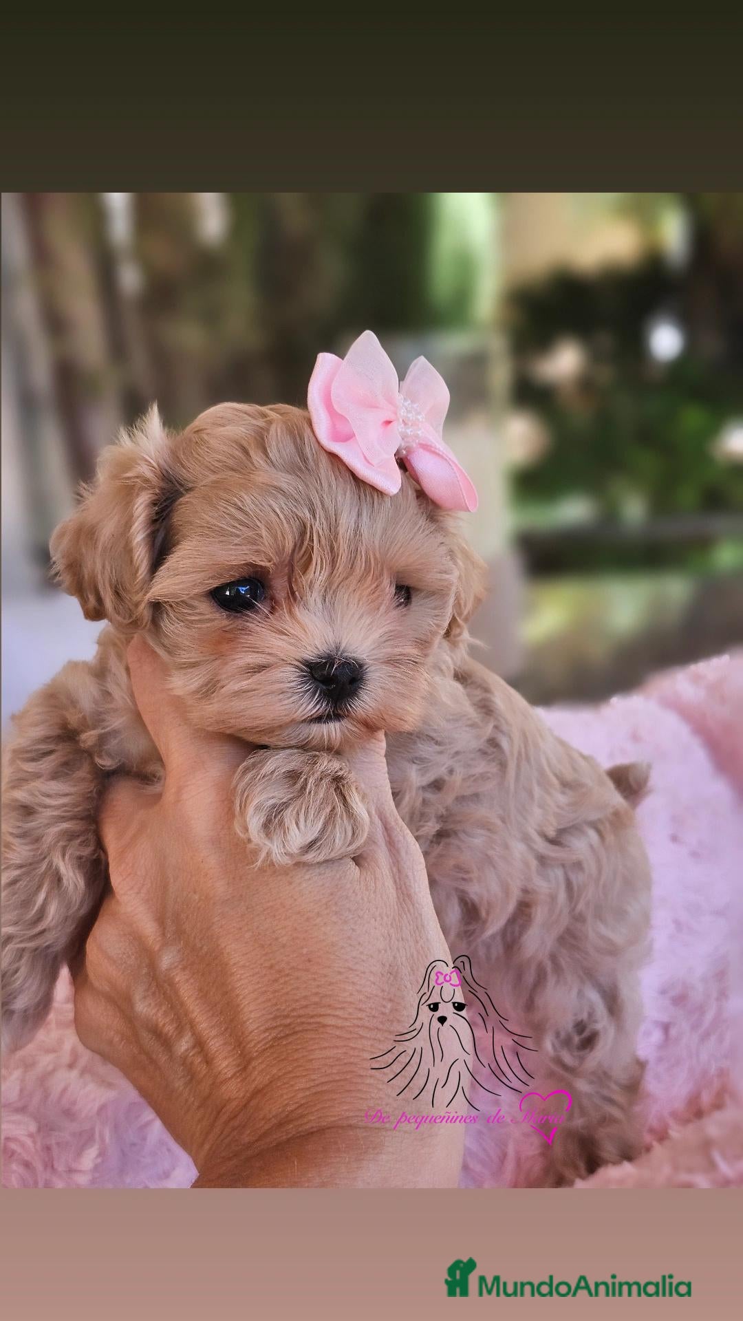 Maltipoo perros en venta: MALTIPOO MINIATURA ASIÁTICO  - Anuncio 1