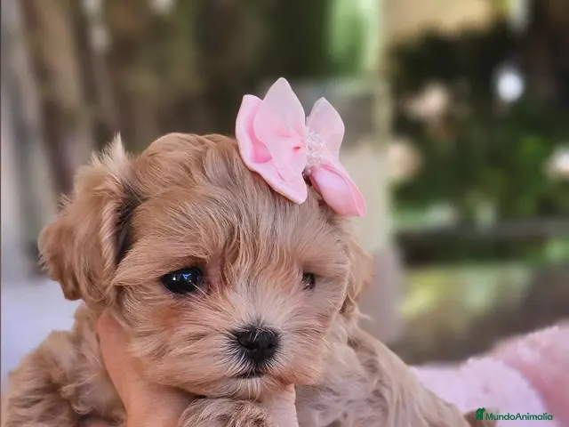 Maltipoo perros en venta: MALTIPOO MINIATURA ASIÁTICO - Anuncio 1