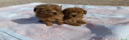 Caniche Toy perros en venta: CANICHES HEMBRITAS TOY ROJAS - Anuncio 4