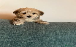 Raza Mixta perros en venta: CACHORROS DE YORKIE POO - Imagen 1