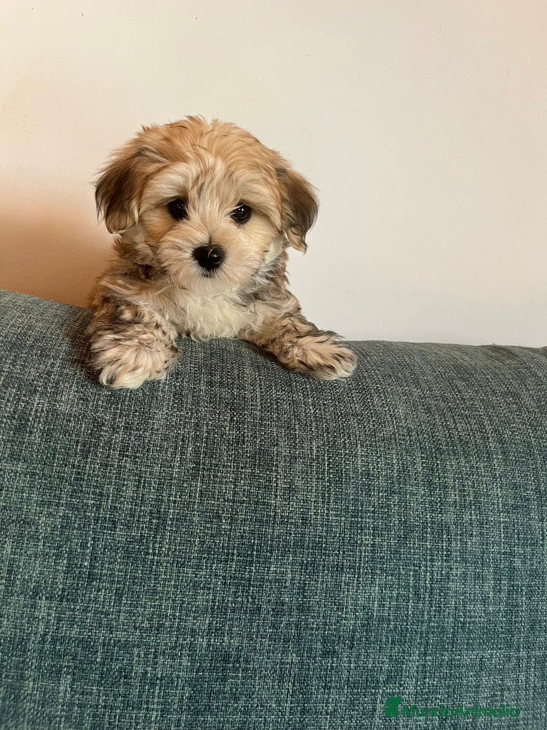 Raza Mixta perros en venta: CACHORROS DE YORKIE POO - Imagen 1