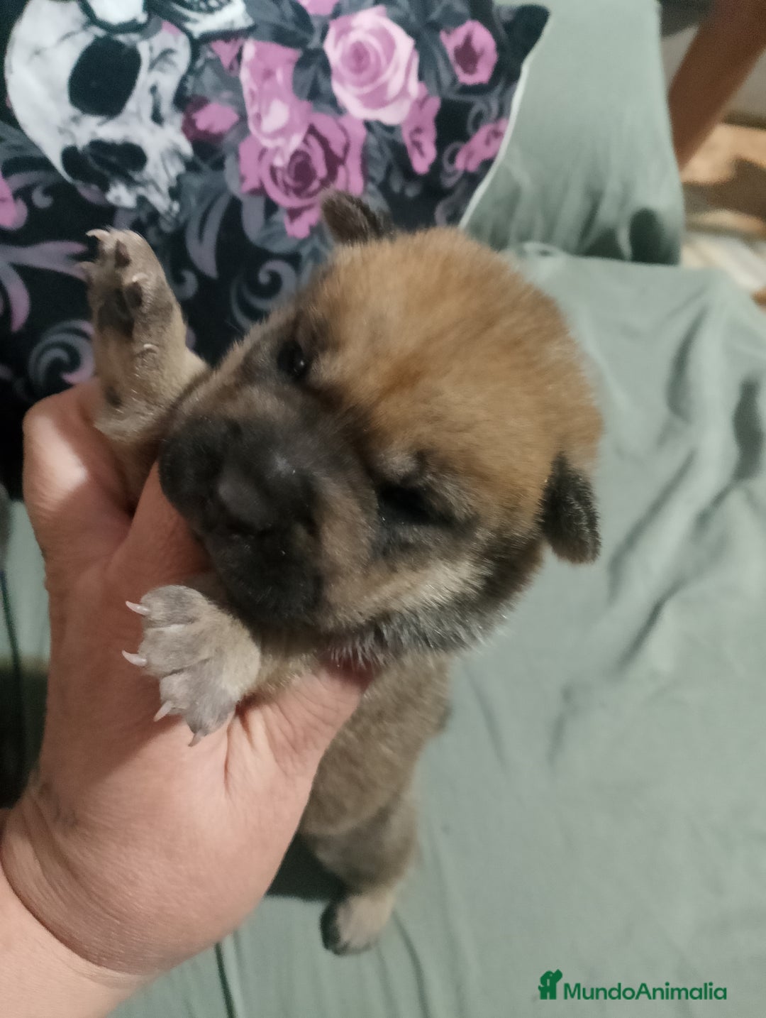 Raza Mixta perros en venta: Cachorros de sharpei con husky Siberiano  - Imagen 2