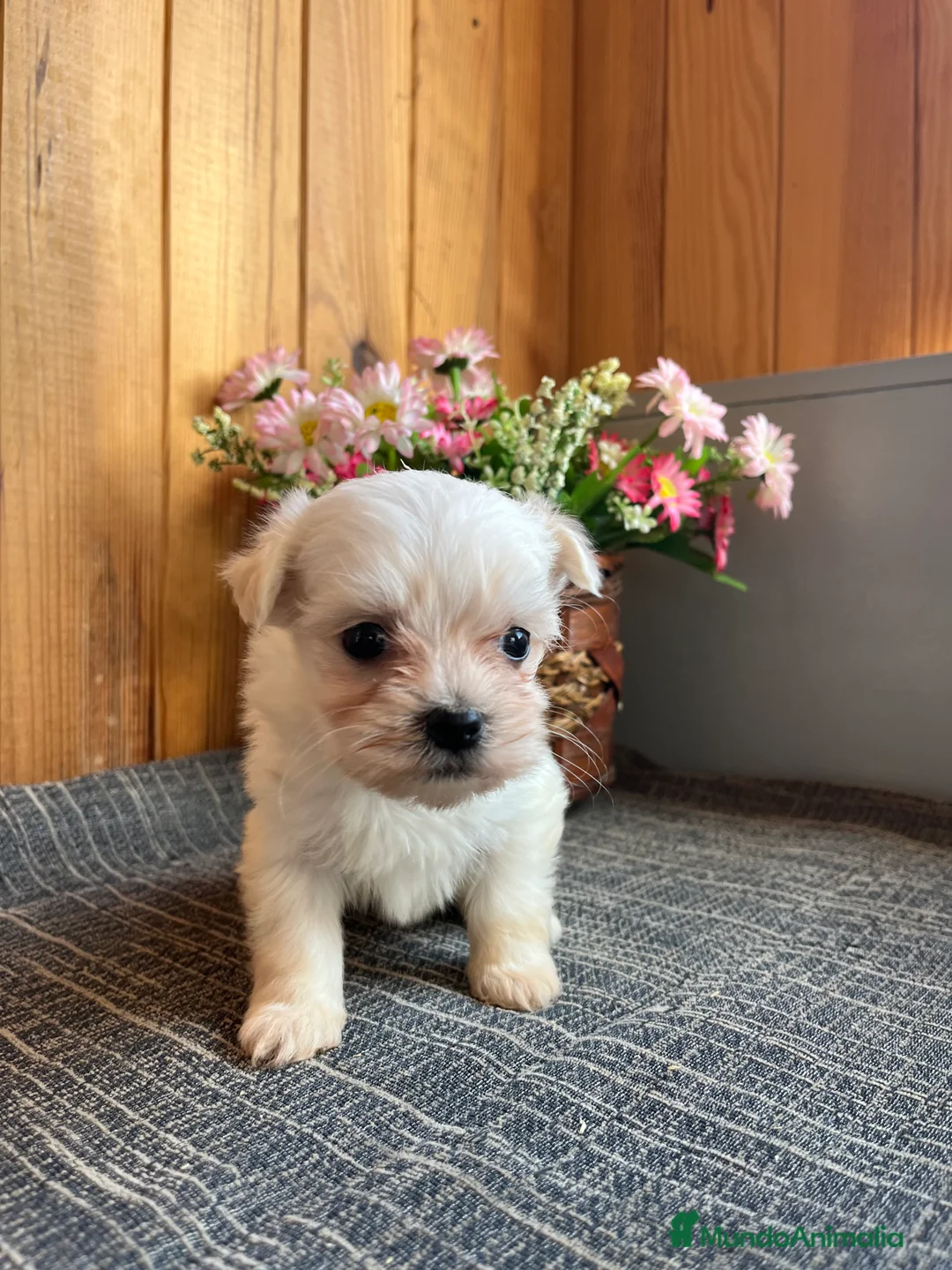 Bichón Maltés perros en venta: Cachorritos de Bichon Maltés  - Anuncio 3