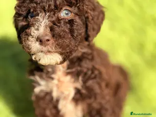 Perro de Agua Español perros Pdae chocolate ojo azul - Anuncio 3