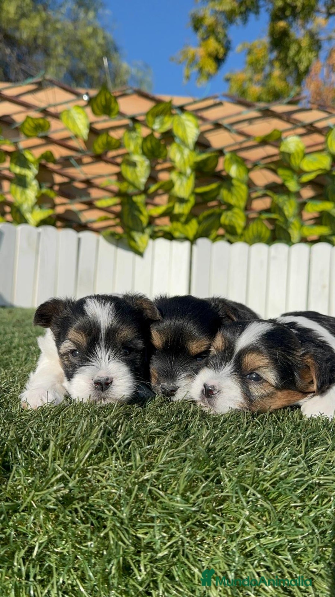 Yorkshire Terrier perros en venta: YORKSHIRE BIEWER - Anuncio 5