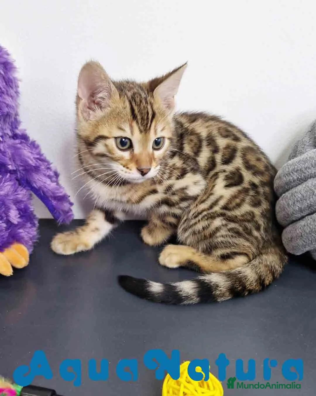 Bengalí gatos en venta: Bengali Hembra 1824 AQUANATURA en Barcelona - Anuncio 5