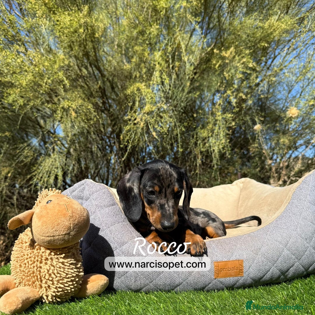 Teckel Miniatura perros en venta: TECKEL ARLEQUIN PLATA MACHO - Imagen 5