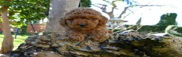 Caniche Toy perros en venta: Caniche Toy disponible - Anuncio 2