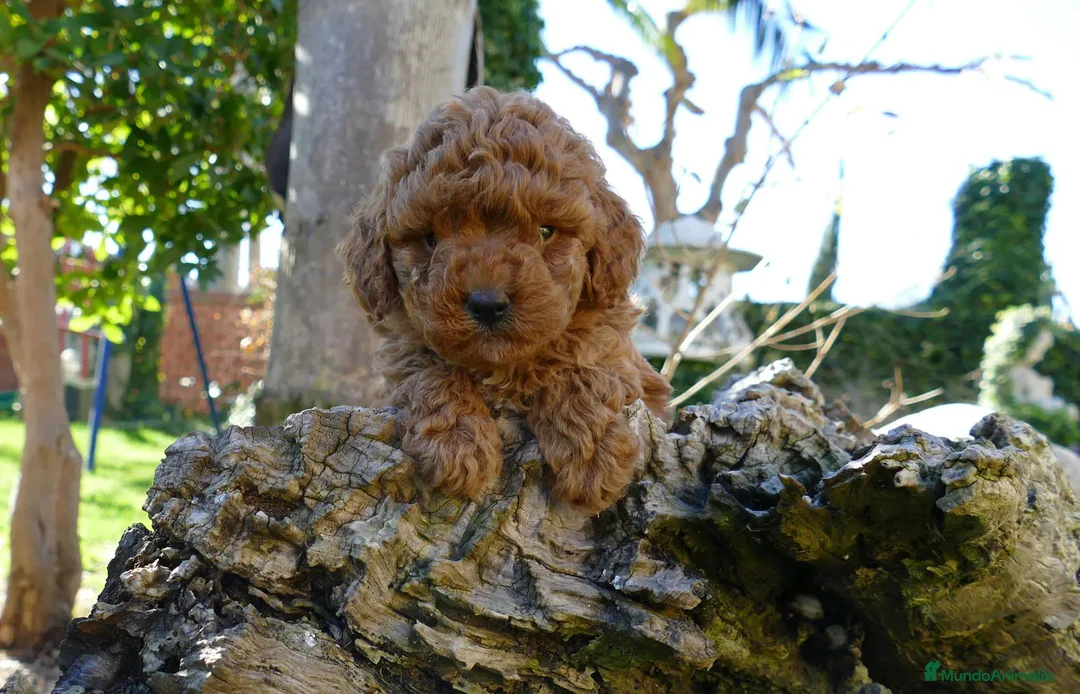 Caniche Toy perros en venta: Caniche Toy disponible - Anuncio 2