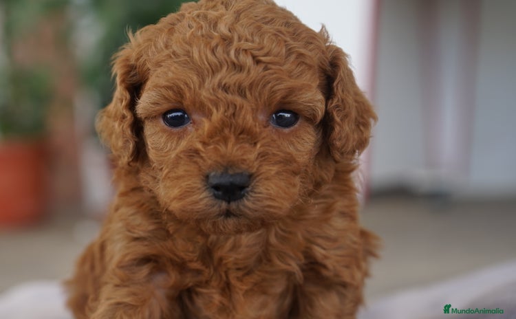 Caniche Toy perros - Anuncio 9