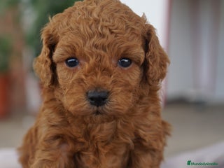 Caniche Toy perros - Anuncio 6