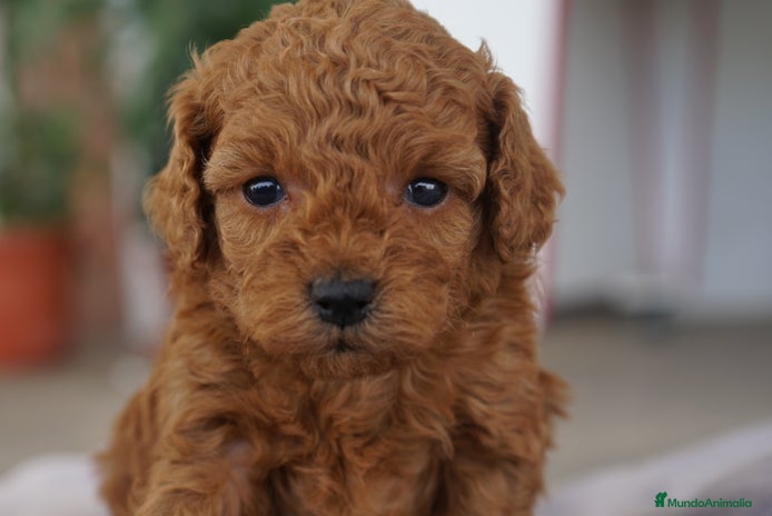 Caniche Toy perros - Anuncio 4