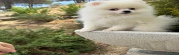 Pomerania perros en venta: Pomerania lista para entregar !!!! - Anuncio 4