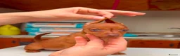 Pinscher Miniatura perros en venta: Disponible Mini Pincher Chocolates - Anuncio 2