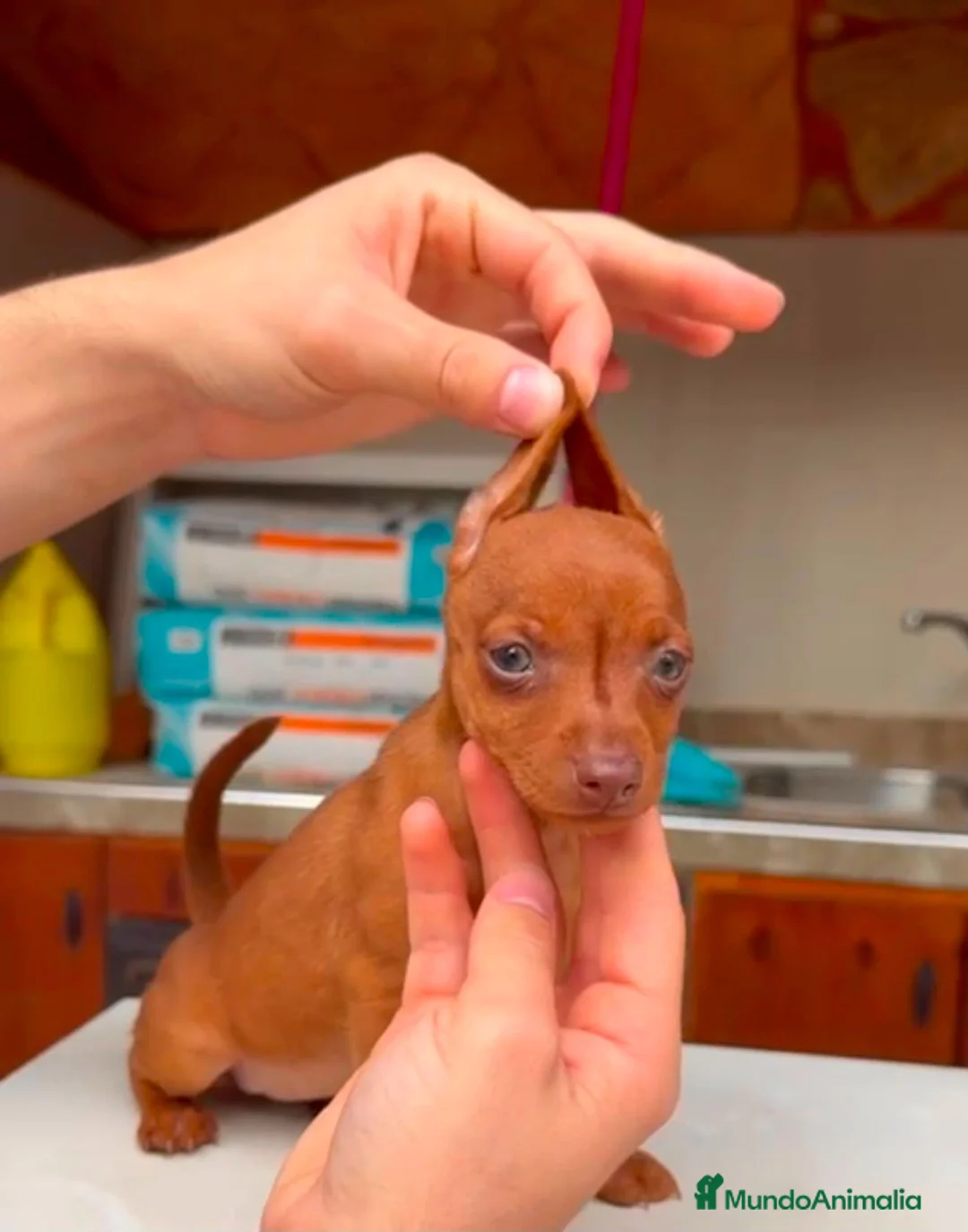 Pinscher Miniatura perros en venta: Disponible Mini Pincher Chocolates - Anuncio 2