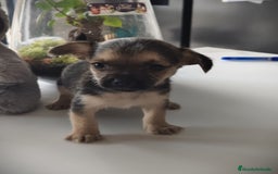 Raza Mixta perros en venta: Cachorro Toy  - Anuncio 10