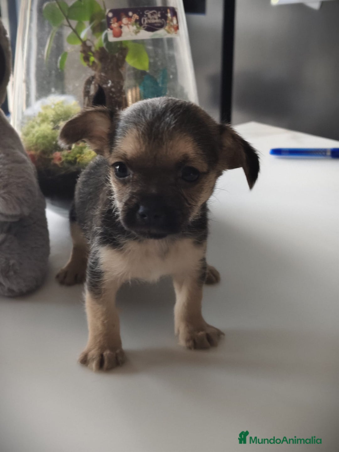 Raza Mixta perros en venta: Cachorro Toy  - Anuncio 10