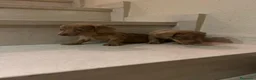 Teckel perros en venta: Teckel kanichen maxima calidad - Anuncio 19
