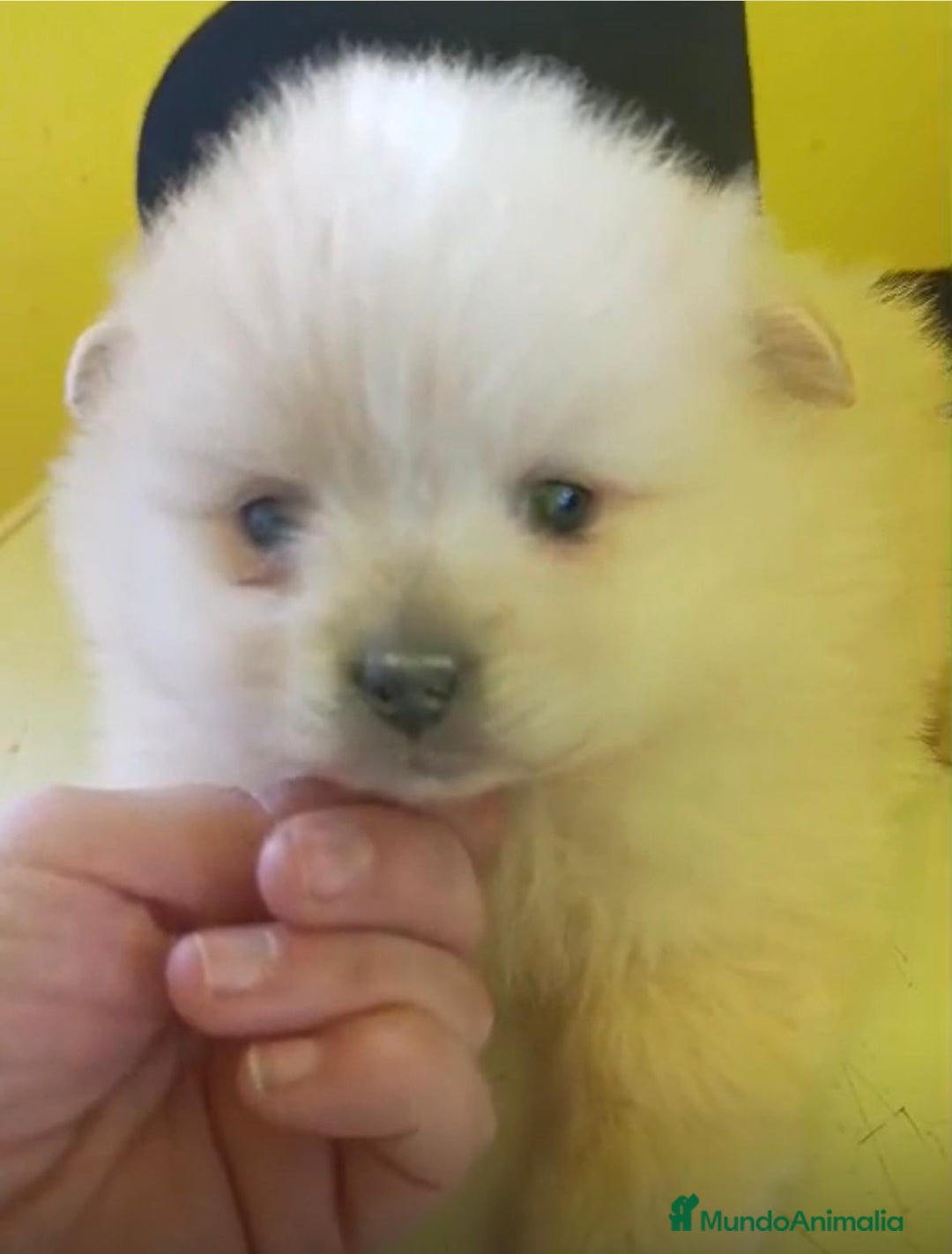 Pomerania perros en venta: Lulu pomerania toy - Anuncio 6