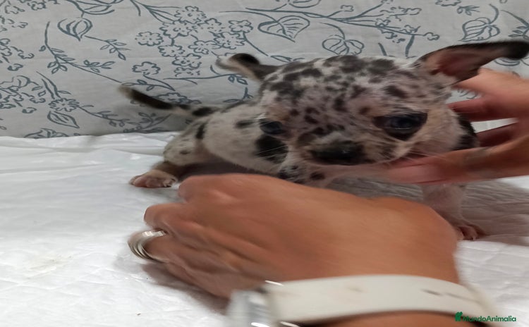 Chihuahua perros - Anuncio 2