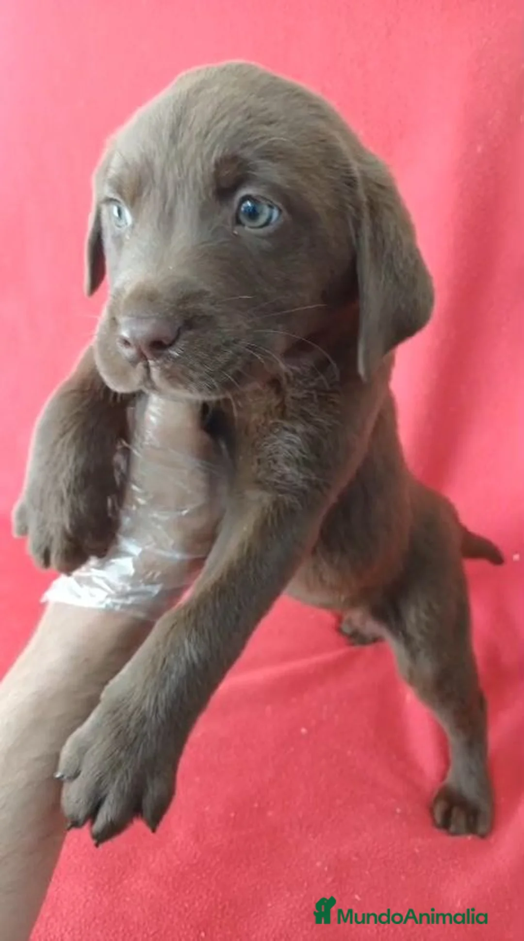 Labrador Retriever perros en venta: Labrador Retriever Chocolate  - Anuncio 2