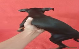 Pinscher Miniatura perros en venta: Pincher  - Imagen 2