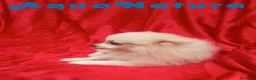 Pomerania perros en venta: Pomerania Hembra 8296 AQUANATURA - Anuncio 7