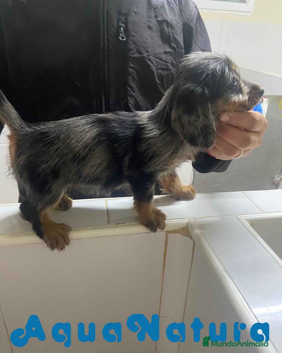 Teckel Miniatura perros Teckel Hembra Pelo Largo 1995 AQUANATURA - Anuncio 2