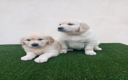Golden Retriever perros en venta: Espectaculares ejemplares de GOLDEN RETRIEVER  - Anuncio 9