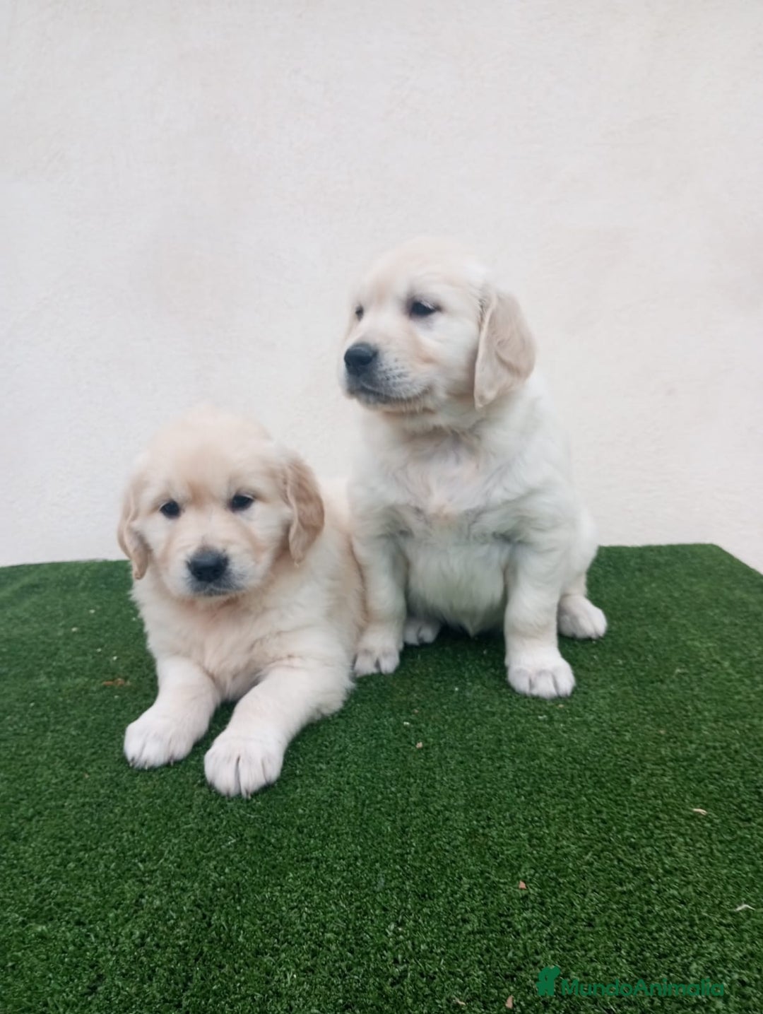 Golden Retriever perros en venta: Espectaculares ejemplares de GOLDEN RETRIEVER  - Anuncio 9