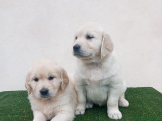 Golden Retriever perros Espectaculares ejemplares de GOLDEN RETRIEVER - Anuncio 25