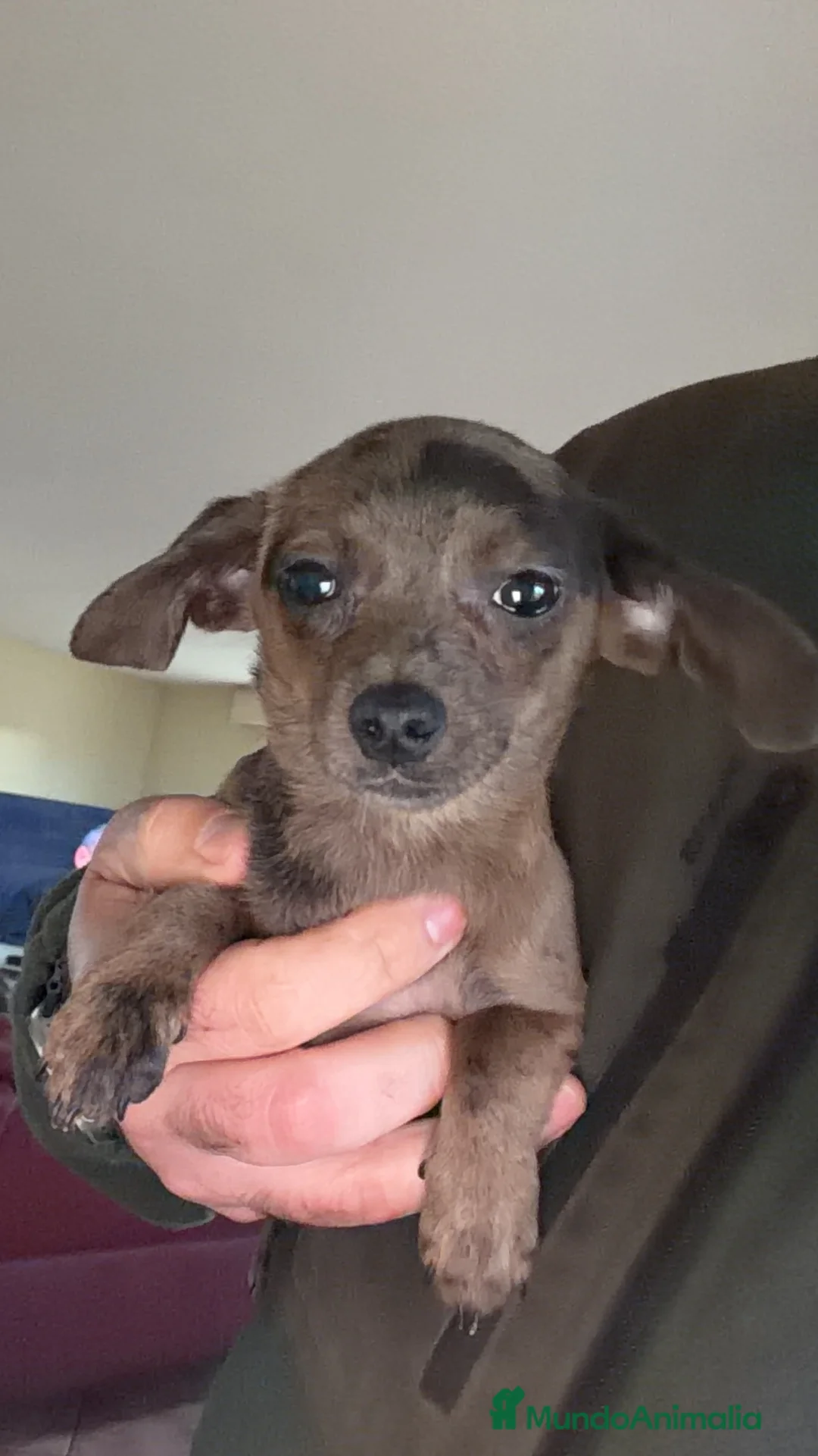 Raza Mixta perros en venta: Preciosa cachorrita mezcla Teckel y Chuguagua  - Anuncio 2