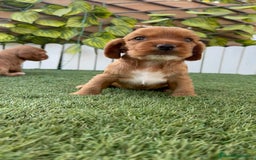 Cocker Spaniel Inglés perros en venta: COCKER SPANIEL INGLES MACHO  - Imagen 20