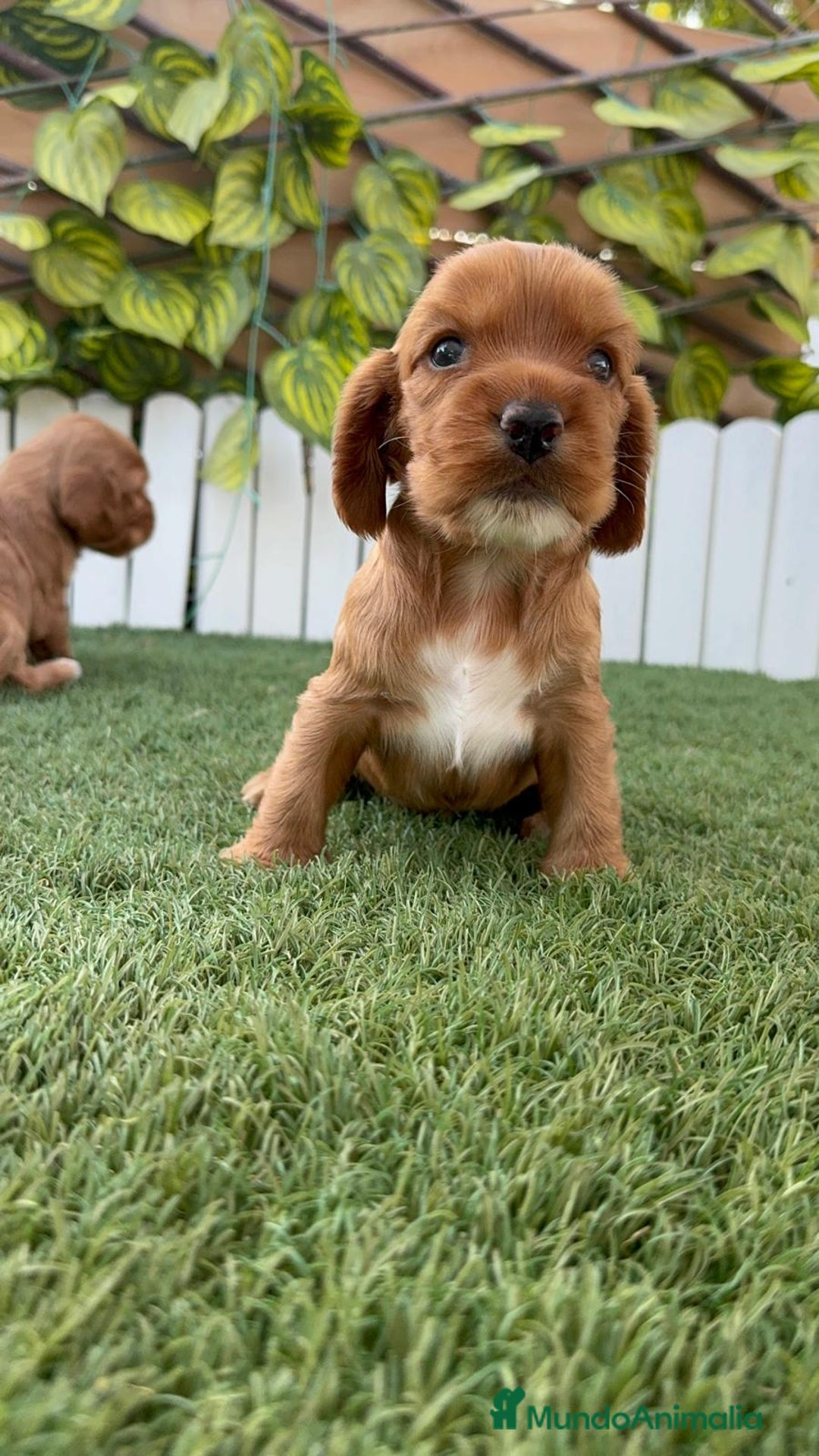 Cocker Spaniel Inglés perros en venta: COCKER SPANIEL INGLES MACHO  - Imagen 20