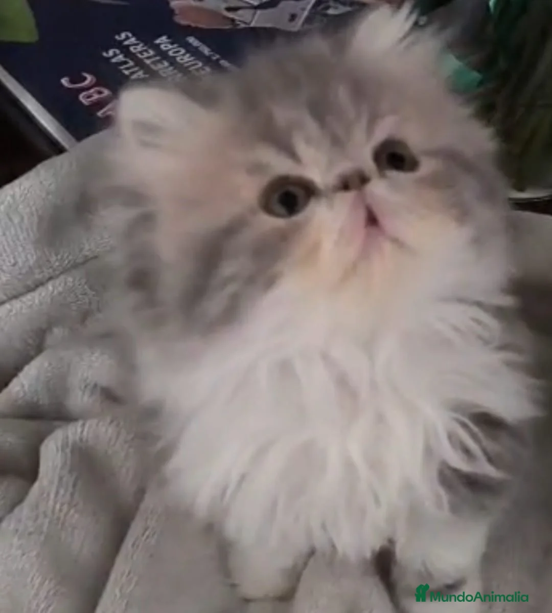 Himalayo gatos en venta: GATOS PERSAS VARIEDAD COLORES TRICOLOR  - Anuncio 7