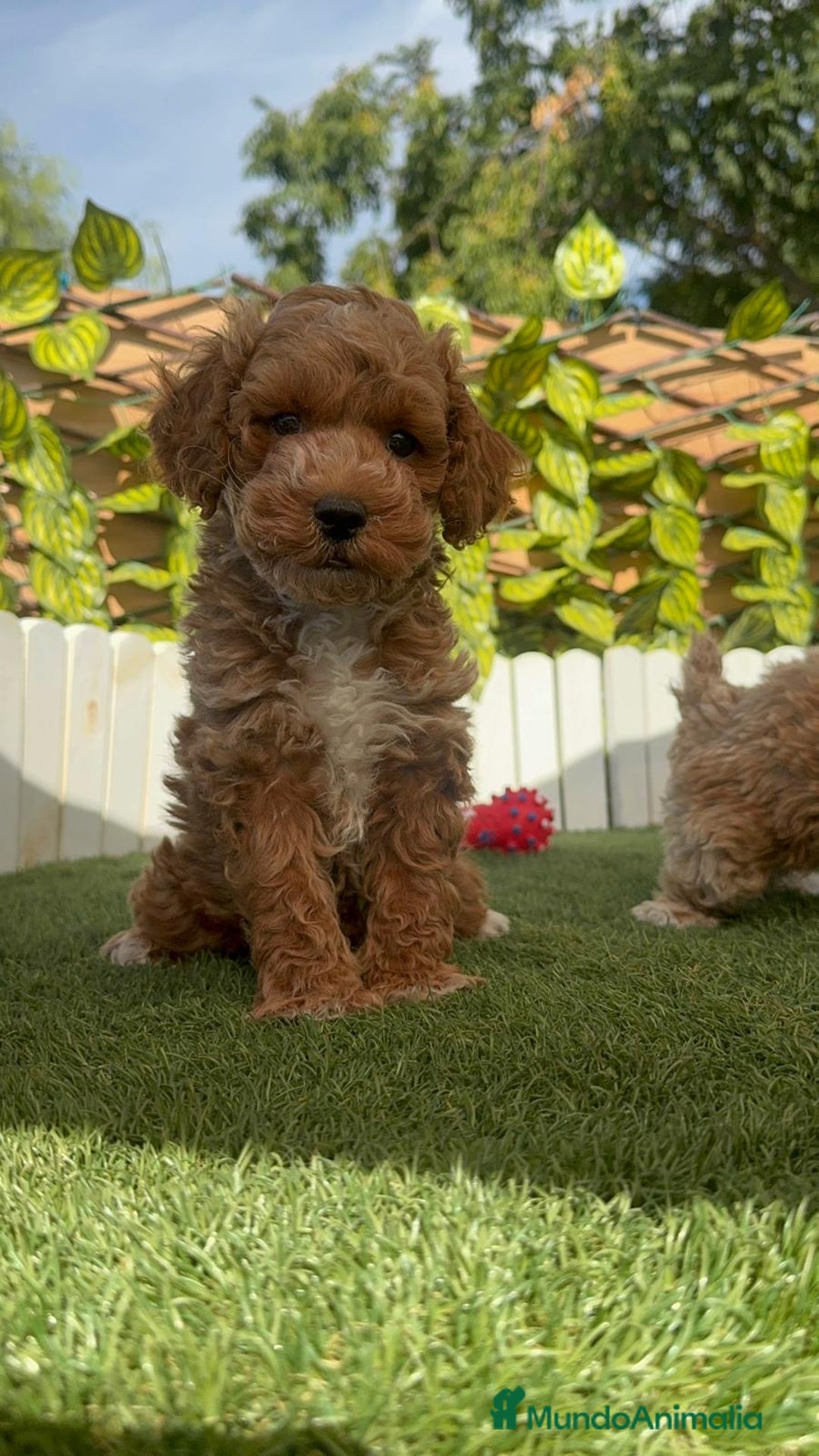 Caniche Toy perros en venta: CANICHE TOY MACHOS - Imagen 22