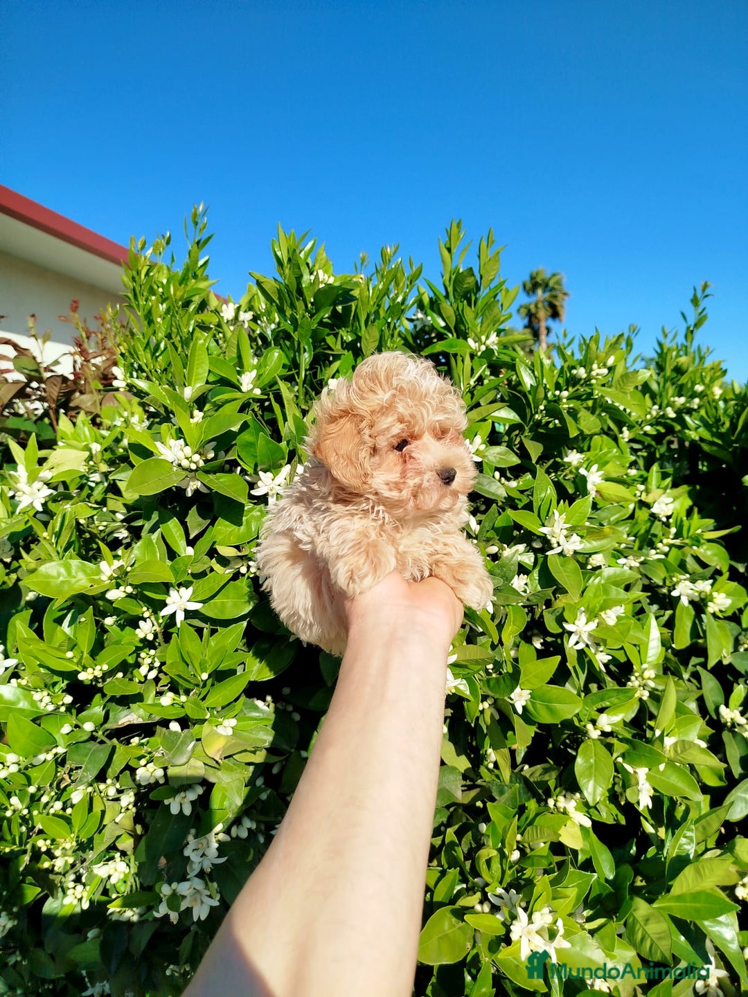 Maltipoo perros en venta: Maltipoo  - Imagen 1