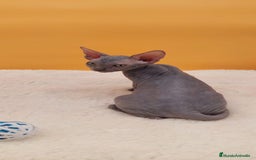 Sphynx gatos en venta: Preciosa hembrita gris - Imagen 6