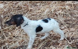 Épagneul Breton perros en venta: CACHORROS DE EPAGNEUL BRETON.  - Imagen 3