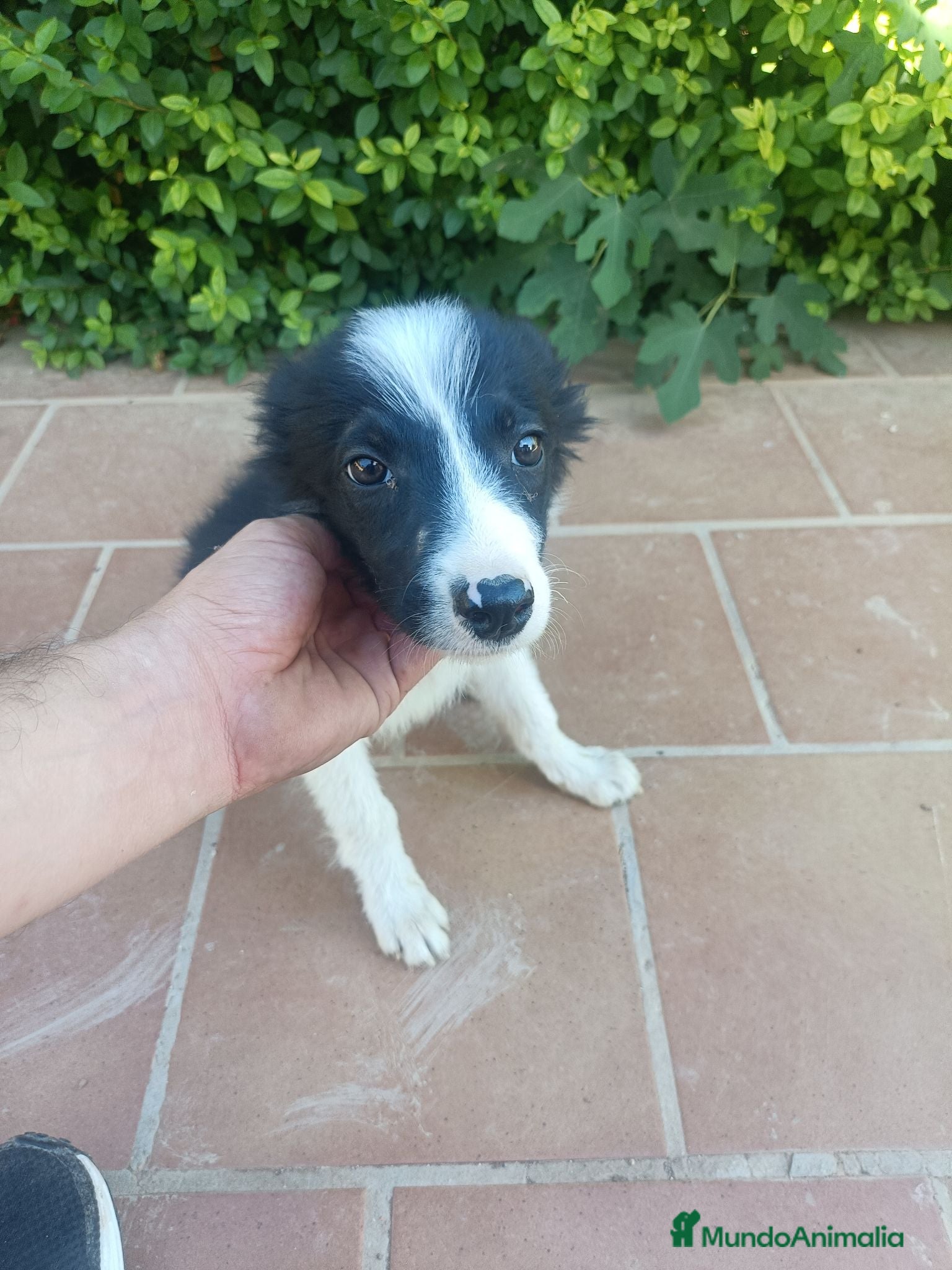 Border Collie perros Último machito de la camada - Anuncio 1