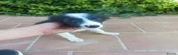 Border Collie perros en venta: Último machito de la camada - Anuncio 1