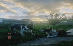 Border Collie perros en venta: Border collie nueva camada - Imagen 13